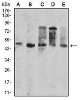 CD177 Mouse Monoclonal Antibody