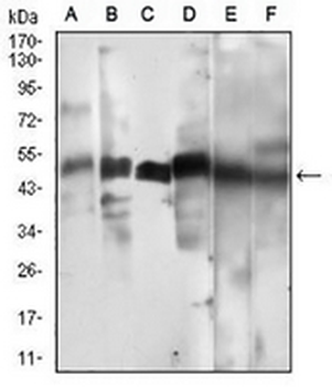 Cyclin A2 Mouse Monoclonal Antibody