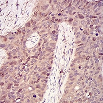 Cyclin A2 Mouse Monoclonal Antibody
