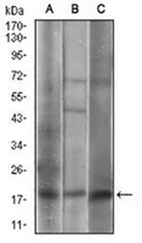 Caveolin 2 Mouse Monoclonal Antibody