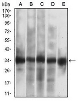 Caspase 7 Mouse Monoclonal Antibody