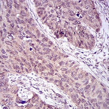 Caspase 7 Mouse Monoclonal Antibody