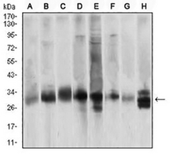 Caspase 3 Mouse Monoclonal Antibody