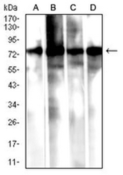 Calpain 1 Mouse Monoclonal Antibody
