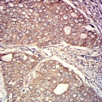 Calpain 1 Mouse Monoclonal Antibody