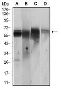 CaMK2 gamma Mouse Monoclonal Antibody