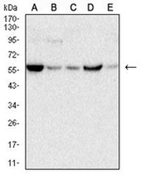 C9orf72 Mouse Monoclonal Antibody
