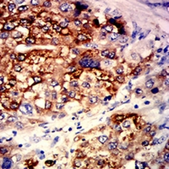 GPR77 Mouse Monoclonal Antibody