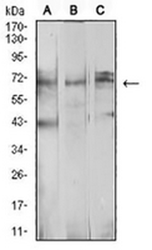 beta-TrCP Mouse Monoclonal Antibody