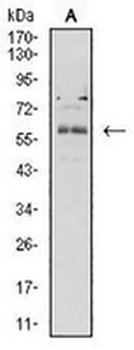 BTN2A2 Mouse Monoclonal Antibody