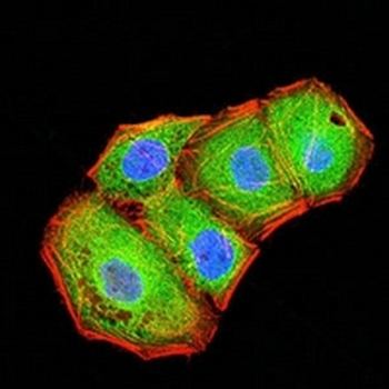 BTN2A2 Mouse Monoclonal Antibody