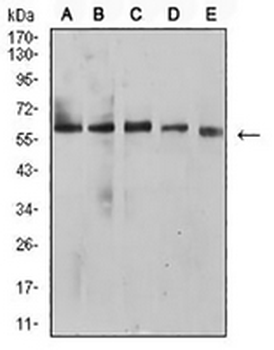 BTN1A1 Mouse Monoclonal Antibody