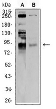 RING3 Mouse Monoclonal Antibody