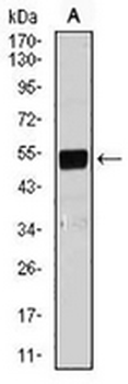 LPLUNC1 Mouse Monoclonal Antibody