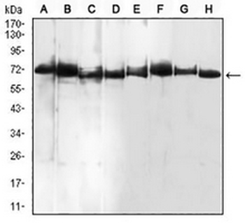 BMP7 Mouse Monoclonal Antibody