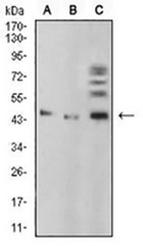 BMP4 Mouse Monoclonal Antibody