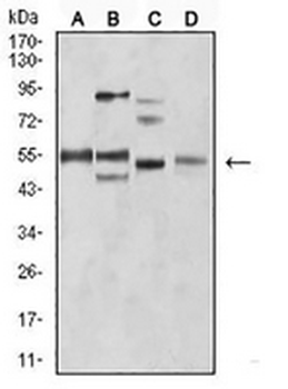 Amphiphysin 2 Mouse Monoclonal Antibody