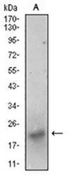BDNF Mouse Monoclonal Antibody