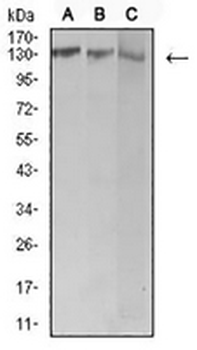 BCR Mouse Monoclonal Antibody