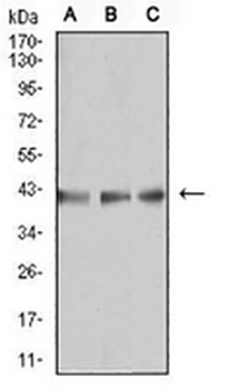 B3GAT1 Mouse Monoclonal Antibody