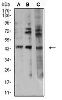 Aurora A Mouse Monoclonal Antibody