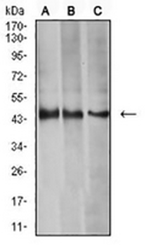 Aurora A Mouse Monoclonal Antibody