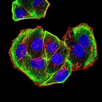 Aurora A Mouse Monoclonal Antibody