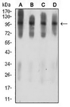 Ataxin 1 Mouse Monoclonal Antibody
