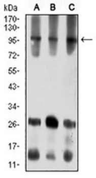 Ataxin 1 Mouse Monoclonal Antibody