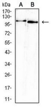 ATP6AP1 Mouse Monoclonal Antibody