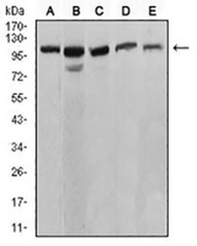 SERCA1 Mouse Monoclonal Antibody