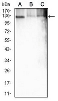 ATP1A1 Mouse Monoclonal Antibody
