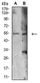 ATG4C Mouse Monoclonal Antibody