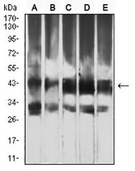 ATG4B Mouse Monoclonal Antibody
