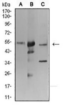 ATG3 Mouse Monoclonal Antibody