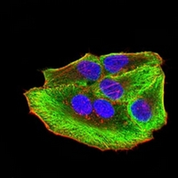 ATG3 Mouse Monoclonal Antibody