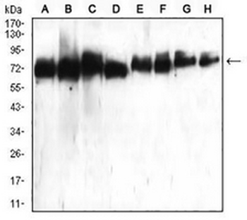 ATG16L1 Mouse Monoclonal Antibody