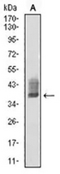 ATG10 Mouse Monoclonal Antibody