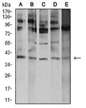ATF4 Mouse Monoclonal Antibody