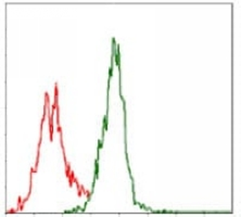 ASS1 Mouse Monoclonal Antibody