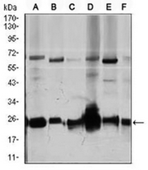 RhoGDI alpha Mouse Monoclonal Antibody