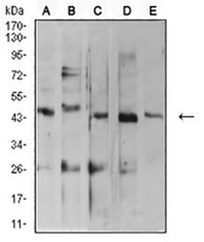 ARFGAP1 Mouse Monoclonal Antibody