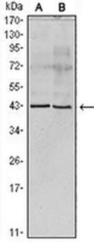 Apolipoprotein A5 Mouse Monoclonal Antibody