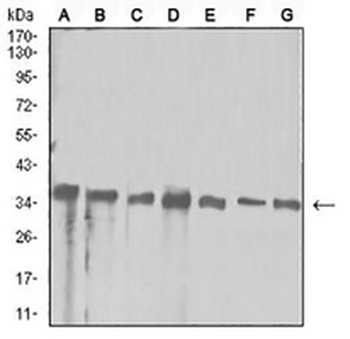 APE1 Mouse Monoclonal Antibody