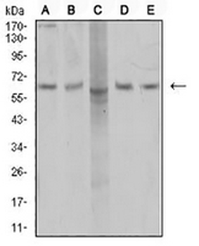 AP2M1 Mouse Monoclonal Antibody