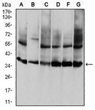 Annexin A5 Mouse Monoclonal Antibody