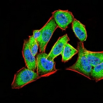 Annexin A5 Mouse Monoclonal Antibody