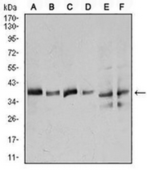 Annexin A1 Mouse Monoclonal Antibody