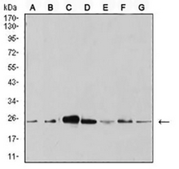 APC10 Mouse Monoclonal Antibody