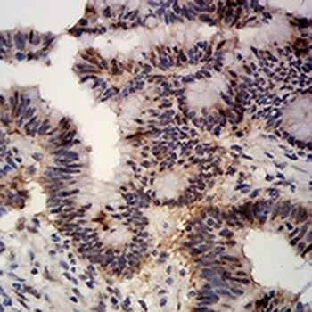 APC10 Mouse Monoclonal Antibody
